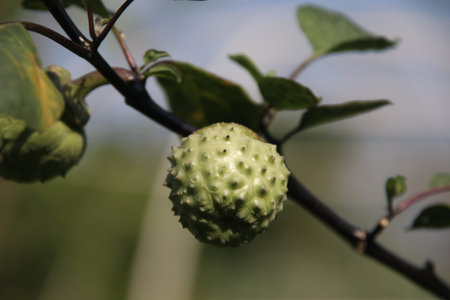 A green fruit of Green Thorn Apple and red brown branch. Another name is Devil's Trumpet, Angel's...