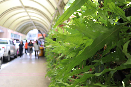 Walk way between building has covered roof and beside are long leaves fern, Bangkok, Thailand.
