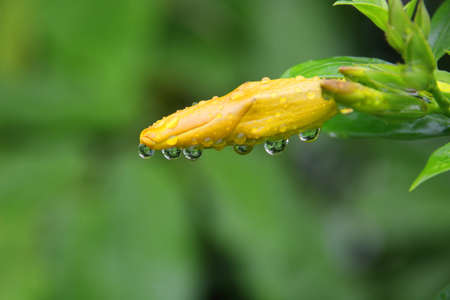 Yellow bud of flower is on branch and green leaves, droplets are on petal of flower and blur background.の写真素材