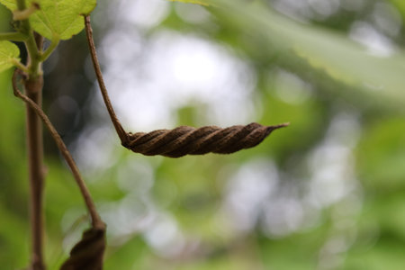 Dark brown seeds fo East Indian Screw Tree are on branch and blur background, use cure diarrhea in...