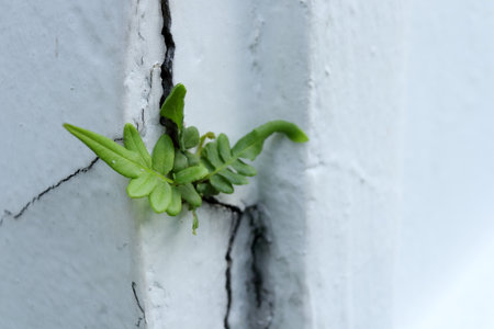 Sprout of fern growing from crack of painted white cement background.の写真素材