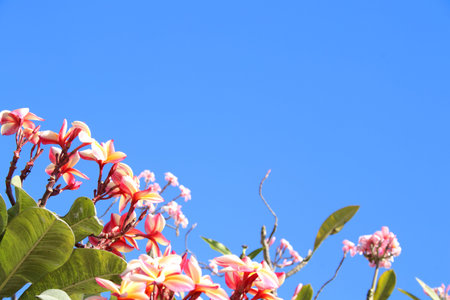 Pink and white plumeria flowers or frangipani blooming on branch and bright blue sky background.の写真素材