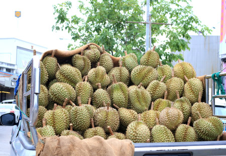 Durian fruit pile on pickup truck for sale, Thailand.の写真素材