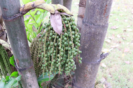 Young green fruits of Caryota uens tree or Fishtail Palm on bunch and trunk in nature environment. Another name is Wart Fishtail palm, Burmese fishtail palm, Clustered Fishtail palm.の写真素材