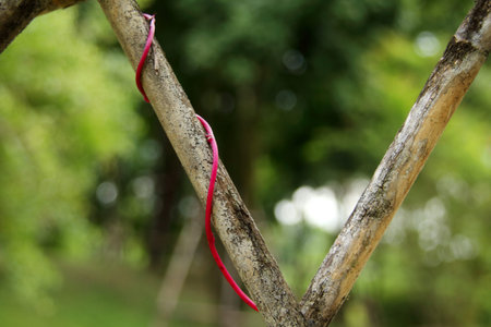 Red stem of creeper plant around old and dirty bamboo with blur background.