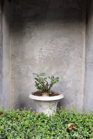 Cement retro style pot in smooth surface cement rectangle frame with Adenium or Desert rose in pot and green leaves of plant at front.の写真素材