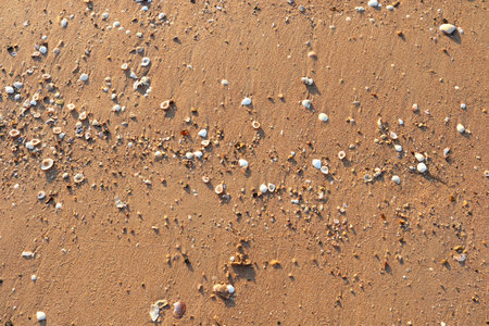 Smooth surface sand and white variety shells on beach with sunlight top view.