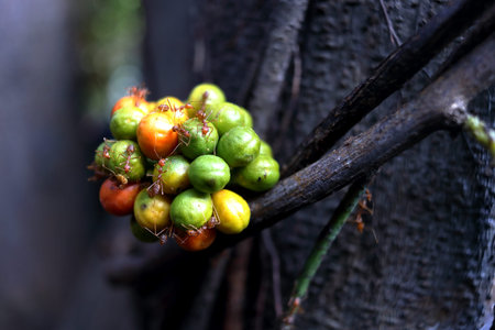 Young green fruits and ripe orange fruits of Tiliacora triandra or Yanang or Bai yanang on bunch and dark gray background with ants on it.の写真素材