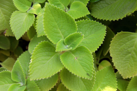 Close up top view of Coleus amboinicus young light green leaves and detail.