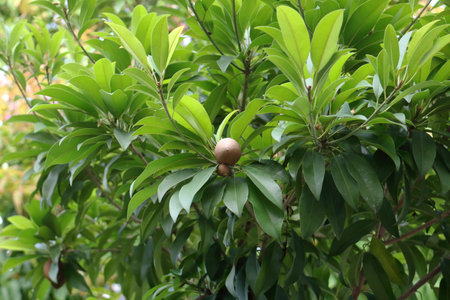 Unripe fruit Manilkara zapota growing on branch with green leaves in Thailand. Another name Sapodilla, Sapote, Naseberry, Chicozapote and Chicoo.の写真素材