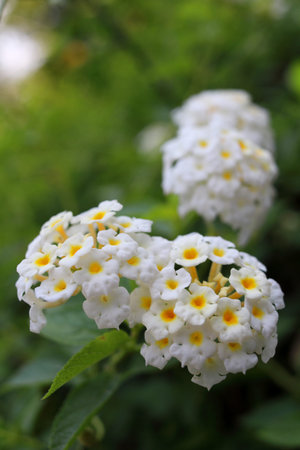Close up white Lantana camara blooming on bunch. Another name Weeping Lantana, White sage, Cloth of gold, Hedge flower and West indian lantana.の写真素材