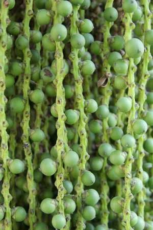 Close up green fuits Caryota urens on bunch in Thailand. Another name Fishtail palm, Burmese fishtail palm, Clushtered fishtail palm, Common fishtail palm.の写真素材