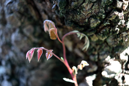 Young red brown leaves and branch growing and bark trunk background.