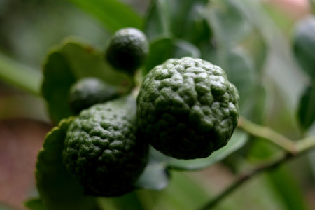 Close up unripe Citrus hystrix fruits growing on branch in Thailand and common name is Kaffir lime or Leech lime.の写真素材