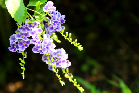 Close up violet flowers of Duranta erecta or Golden dewdrop blooming on bunch with sunlight on it. Some name is Pigeon berry or Sky flower.の写真素材
