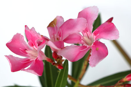 Close up bright pink flowers of Nerium oleander blooming bunch and white background. Common name...
