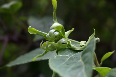 Young Cananga odorata blooming on leaves in Thailand. Common name Perfume tree, Cananga, Fragrant...