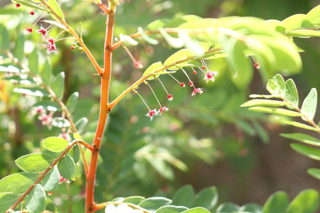 Phyllanthus pulcher wall or Vanthorlamisaan in Thai name blooming on bunch with sunlight.の写真素材