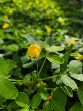 Close up bright yellow flower Perennial peanut grass blooming on branch above green leaves in...