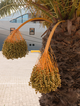 Date palm tree with fruits in front of a yachtの写真素材