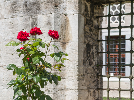Three red roses in front of an old stone wall and metal-grilled windowの写真素材