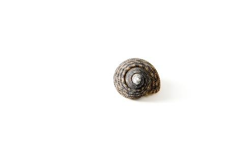 A small spiral shell on white backgroundの写真素材