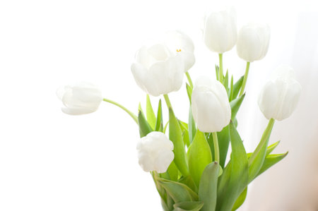 Bouquet of white tulips on a beige backgroundの写真素材