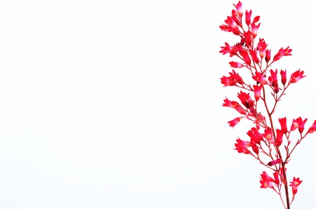 flower Heuchera on a white backgroundの写真素材