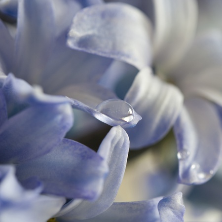 A drop of dew on the purple hyacinth flower, square cropの写真素材