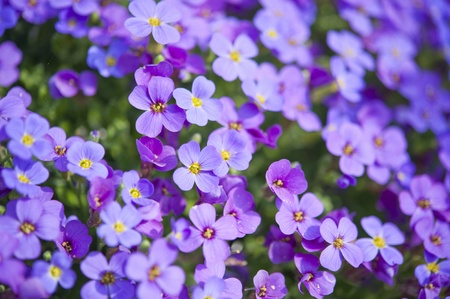 group of purple flowers in the sunlightの写真素材