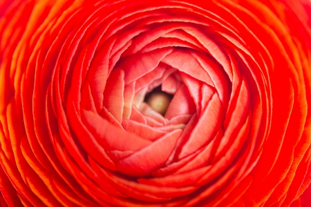 bud red ranunculusの写真素材