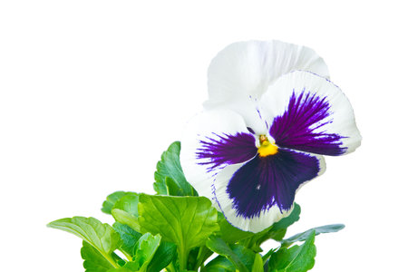 white purple pansy with green leaves isolated over whiteの写真素材