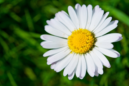 One white daisy flower with a yellow center on a background of green grassの写真素材