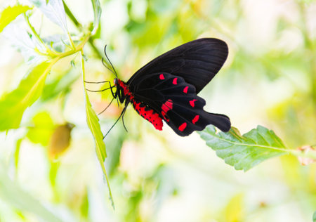 Black butterfly with red pattern on the wings on a green backgroundの写真素材