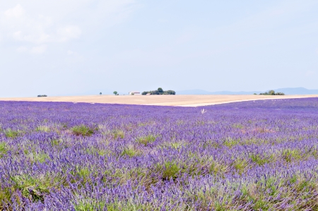 purple lavender field, wheat field on the horizon, the house and the mountainsの写真素材