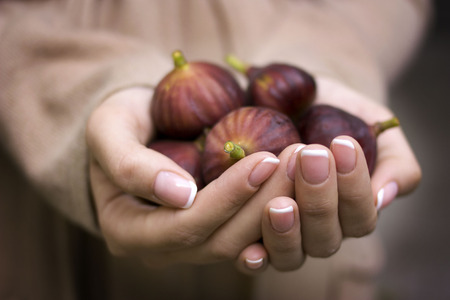 Handful of ripe figs in the hands ofの写真素材