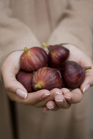 Handful of ripe figs in the hands ofの写真素材