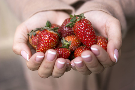 A handful of ripe strawberries in handsの写真素材