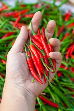 chili on hand の写真素材