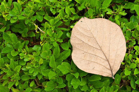 dry leaf in summer の写真素材