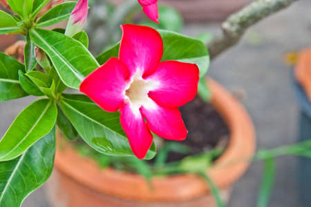 Desert Rose Flowers in Thai, Thailandの写真素材
