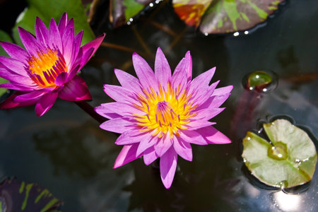 close up to lotus 