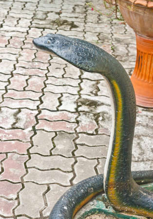 Cobra snakeの写真素材