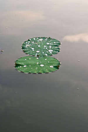 Green Lotus leaf with water drop as background の写真素材