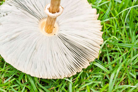 mushroom in forest の写真素材