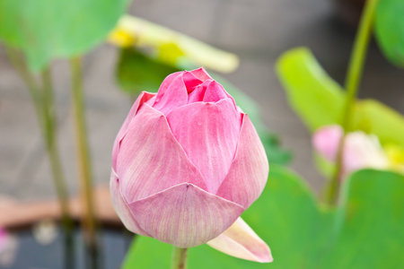 blossom lotus flowerの写真素材