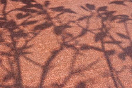 tree shadow on the floorの写真素材