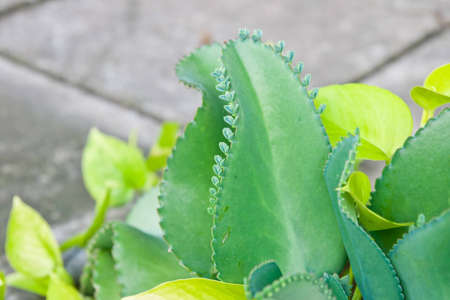 green leavesの写真素材