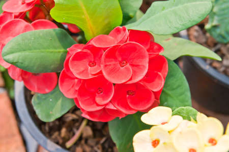 flower in garden の写真素材