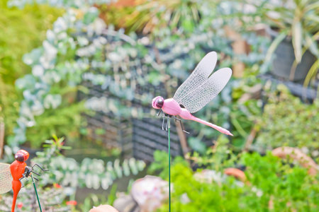 dragonfly outdoor